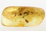 Detailed Fossil Moth (Lepidoptera) in Baltic Amber #343231-1